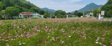 금산군 진산면, 계절 잊고 찾아온 6월 코스모스