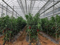 강소농을 꿈꾼다(200) / 김동민 청년 후계 농업인