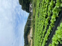 친환경농업인3 /효성농원 최효성 대표