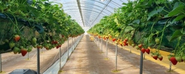 강소농을꿈꾼다(212)/ 제천 초록길 딸기농장 유명한 대표