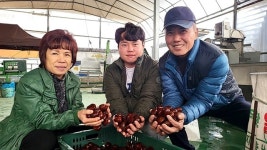 강소농을꿈꾼다(213)/ 구이용 칼집밤 이보다 맛날수는 없다