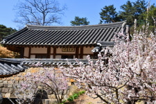 예산 벚꽃로, 가야산 벚꽃길등에 벚꽃 만개