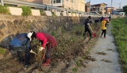 충주 지현동 새마을, 충주천변 영산홍 식재