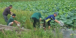 충주시, 생태계 복원 위해 대륙송사리 방류