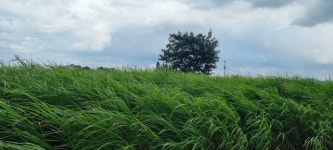 부여군 백마강변 생태자원 활용해 세계적 정원도시 만든다