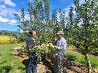 사과 수확기 병충해 관리 철저