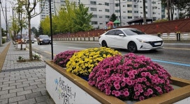 충주 시화(市花) 국화, 용산동 형설로 구간에 만개