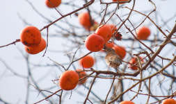 까치밥 먹는 흰배지빠귀