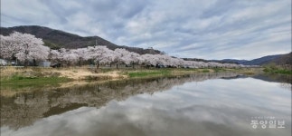 천안 북면으로 벚꽃 구경 오세요.…추진위, 4월 5~6일 벚꽃 축제 확정