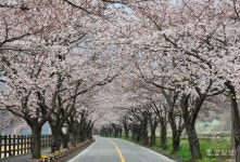 보령시 주산면, 2천여 그루 왕벚나무 물결 속으로 초대합니다