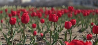 청주시, 이달 중 무심천·문암생태공원 튤립정원 만개한다