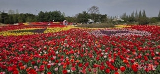 청주 문암생태공원, 튤립 25만 송이 만개