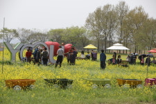 2025 부여세도 방울토마토&유채꽃 축제,  봄의 정취 속에 성료