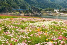 단양 도담삼봉과 어우러진 도담정원 봄꽃 새 단장