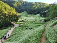 메밀밭 명소 청주 낭성 추정1리, 포토존 생긴다