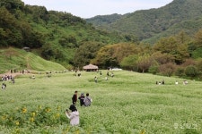메밀밭 명소 청주 낭성 추정1리, 포토존 생긴다