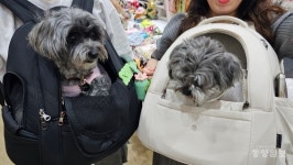 2025 청주 첫 펫친소 폐막