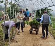 충주 앙성면, 당평마을 주민 주도 코스모스 꽃길 조성