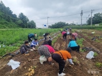 진천군 정신건강 가족협회, 나눔 농장 감자 캐기