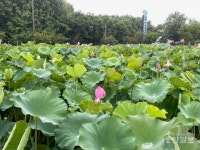 증평민속체험박물관, 전통문화 체험과 연꽃 명소로 인기