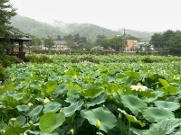 증평민속체험박물관, 전통문화 체험과 연꽃 명소로 인기