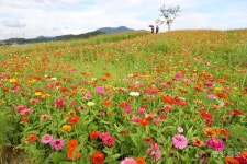 충주 탄금공원, 가을 문턱 오색 빛깔로 물들여