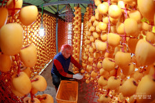 괴산 연풍 곶감 덕장에 가을이 익는다