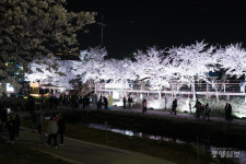 천안서 봄 야경·꽃길을 한 번에… 별빛 한 바퀴·봄·향연으로 체험형 관광 강화