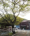 용 드나들던 금동산 용뫼등 늪 용혈 유래