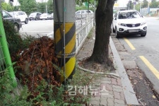 이 길이 사람 다니라고 만든 보행로 맞나?