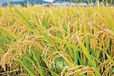 묵직한 벼 이삭에 풍년 기쁨?… 매년 떨어지는 수매가 깊은 한숨만