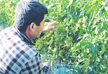 부산 에코델타시티 조성 사업 영향, 강서구 토마토 농가 김해 대거 이전