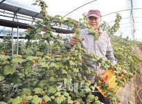 상동면 대포천 산딸기 출하