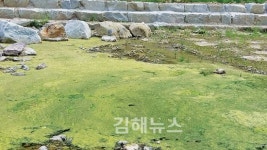 율하천 녹조·악취… 복원사업 탓, 가뭄 탓?