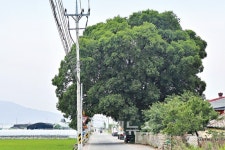 마을 입구 지키는 250년 팽나무… 편리한 교통 찾아 들어온 외지인 절반