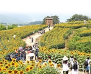 조상대대로 고향 지켜온 어르신들이 마련한 전국 최고 해바라기 축제