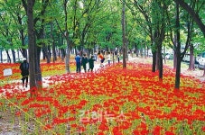어방녹지대 꽃무릇 매력에 빠지다