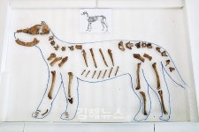 함안군, 말이산고분군 발굴조사 성과 현장공개