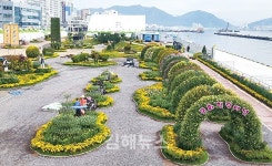 마산 앞바다 가을, 국화로 물들다