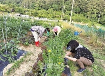 친환경 무공해 채소를 내 손으로