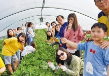 시산수출딸기, 다문화 아동 함께 수출딸기 수확 체험