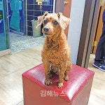 몽이는 내 삶의 활력소입니다