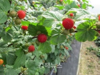 새콤달콤 자연의 맛, 김해 산딸기 본격 출하