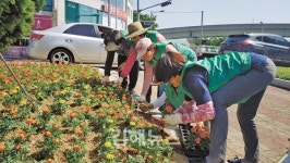 김해시 칠산서부동 새마을부녀회, 산책길 조성 위해 코스모스 씨 파종