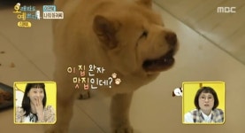 오래봐도 예쁘다 크림이 이집 완자 맛집인데? 누리꾼 뭉클