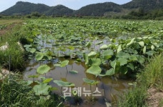 김해 화포천 국가하천 승격