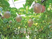 김해시, 농업 신기술 보급사업 박차