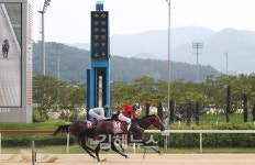 도끼블레이드, 부산일보배 우승… 단거리 최강마로 우뚝