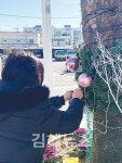 봉황동 활짝 핀 소원트리 보러오세요~