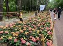 양산 양주누리길에 수국이 활짝